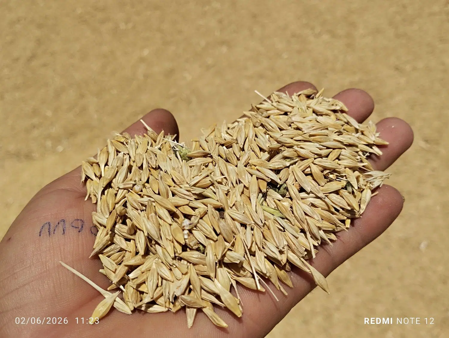 جو .و.گندم|گل و گیاه طبیعی|فسا, |دیوار