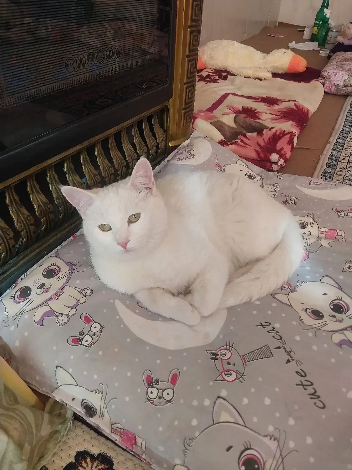 دوتا گربه پرشین کلاسیک|گربه|بردسکن, |دیوار