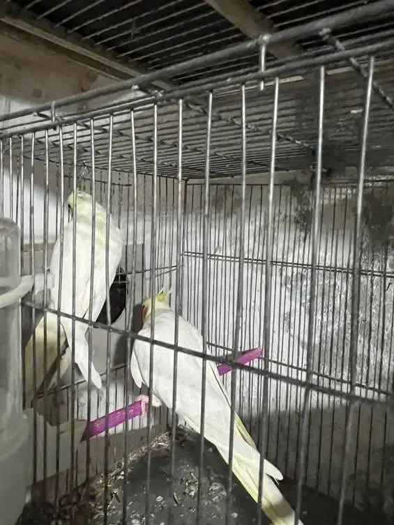 جفت لوتینو دست سخنگو|پرنده|شاهینشهر, فردوسی|دیوار