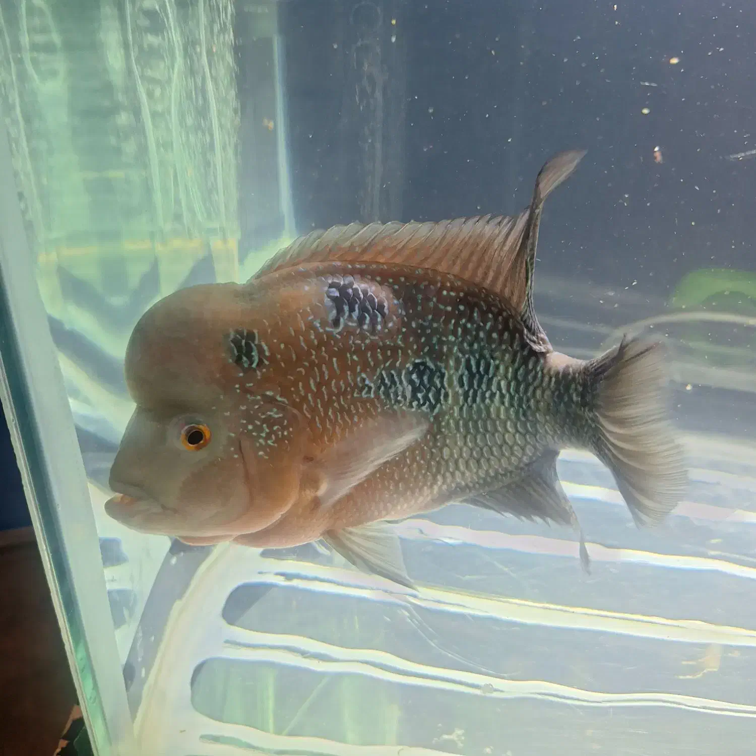 اکواریوم با ماهی|ماهی|شهریار, شهریار|دیوار