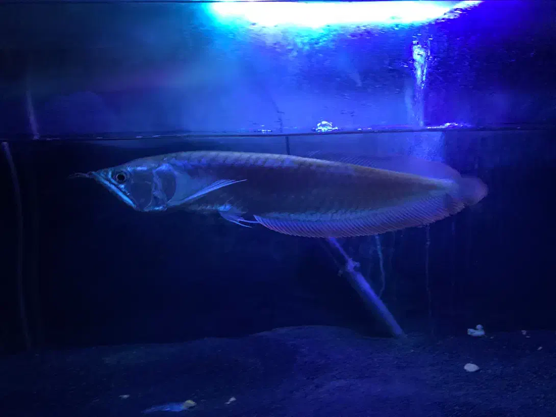 آروانا سیلور گریدA|ماهی|بوشهر, |دیوار