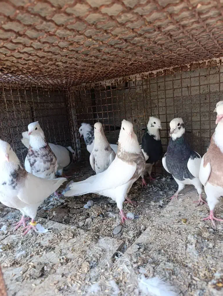 طوقی فروشی|پرنده|هندیجان, |دیوار