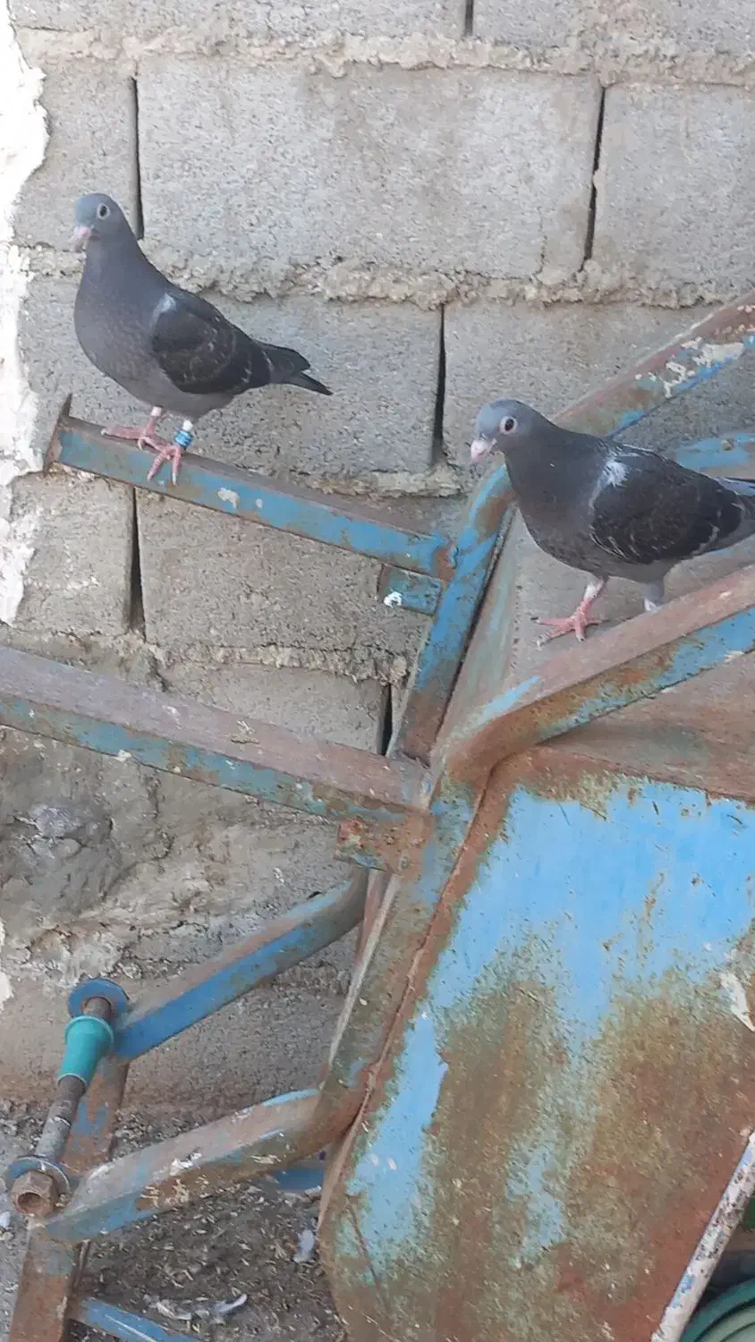 ۷ عدد جوجه پلاکی|پرنده|نگین شهر, |دیوار