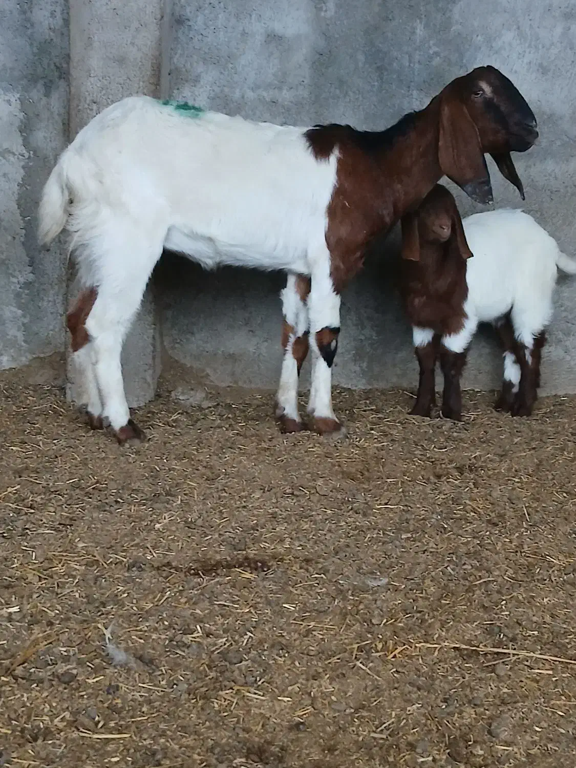 بز جوان با بزغاله نر|حیوانات مزرعه|آق قلا, |دیوار