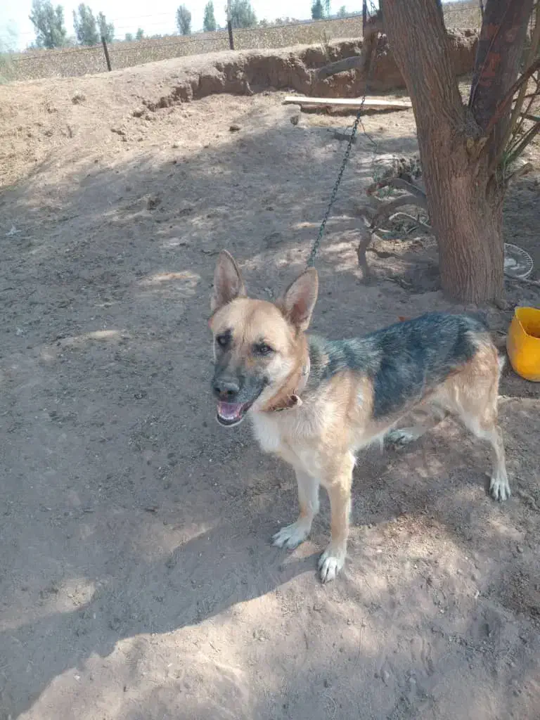 سگ ژرمن معاوضه با هرچی بکارم بیاد|سگ|رفسنجان, |دیوار