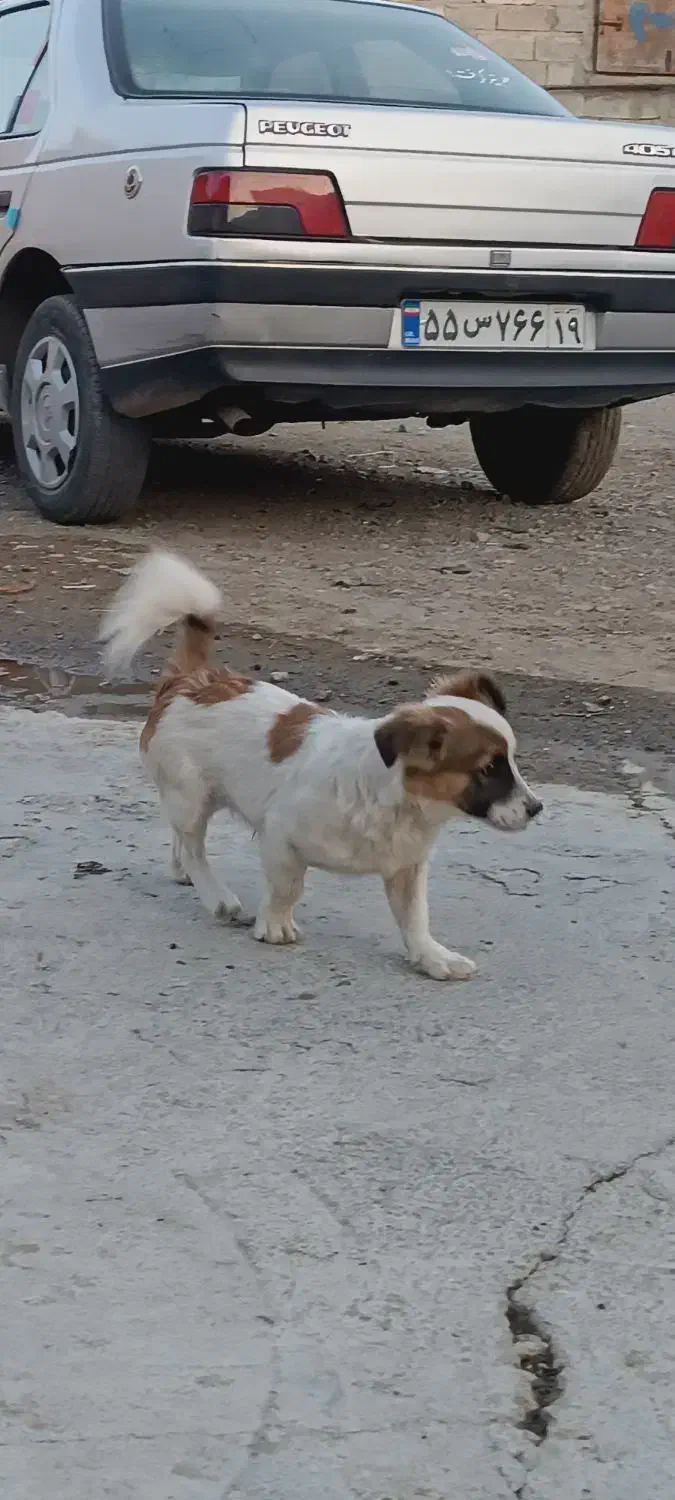 سگ بازیگوش|سگ|بیلوار, |دیوار