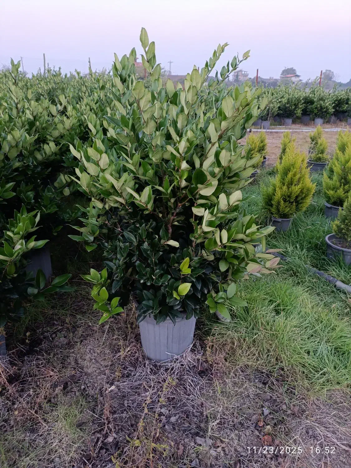 گل های بیرونی|گل و گیاه طبیعی|چابکسر, |دیوار