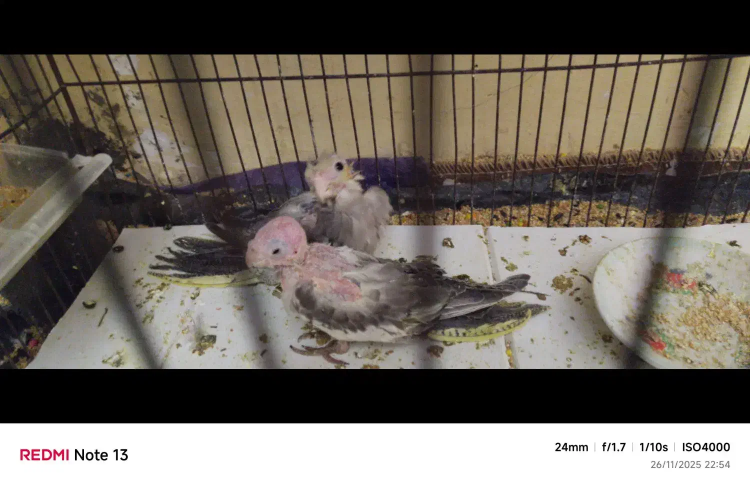 جوجه عروس هلندی|پرنده|سرخنکلاته, |دیوار