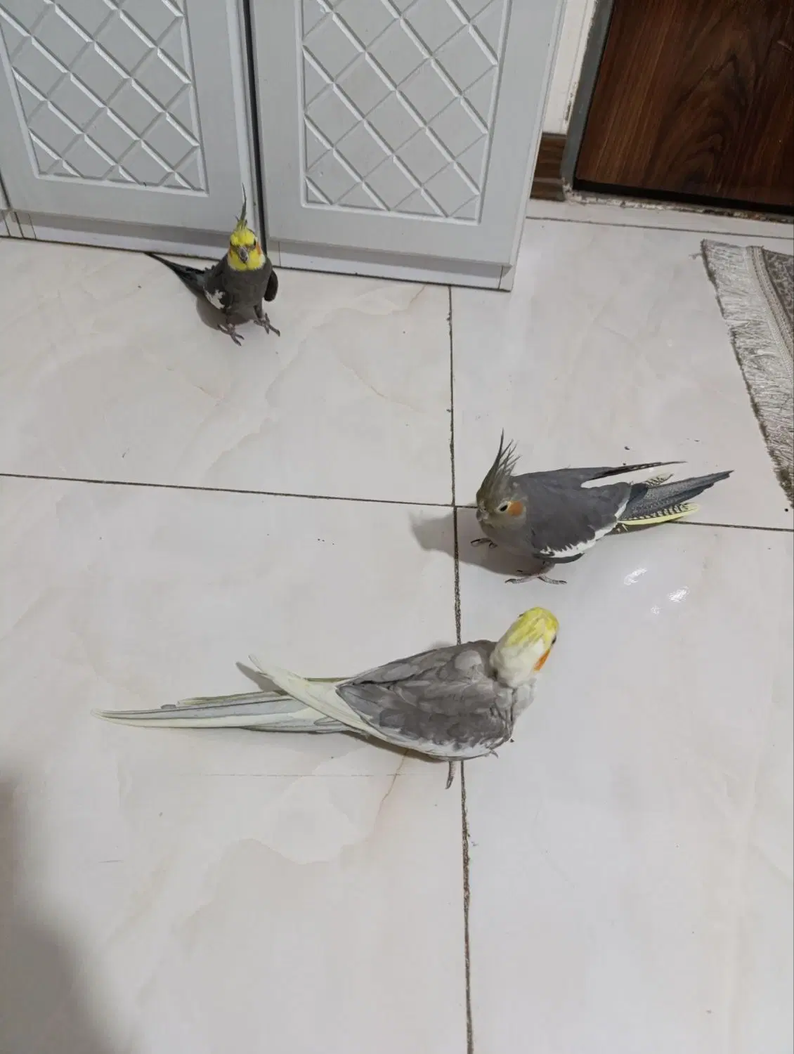 عروس هلندی یه جفت نر ماده و یه نر تک|پرنده|تهران, گلاب دره|دیوار