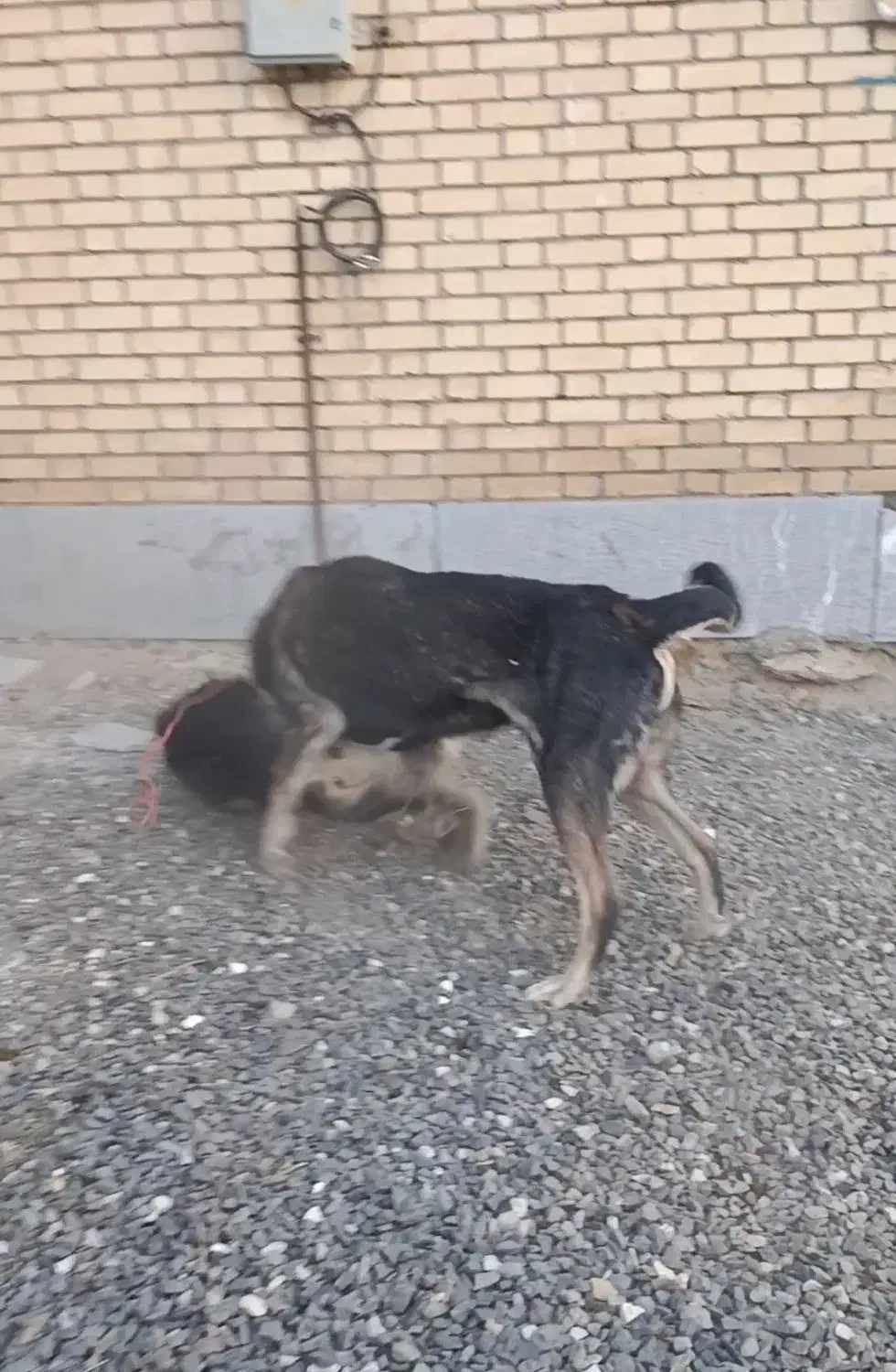 سگ پژدر|سگ|تویسرکان, |دیوار