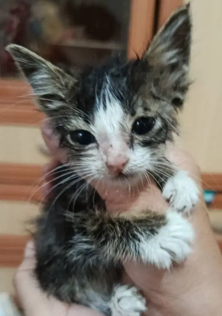 واگذاری رایگان گربه|گربه|شیراز, مسلم|دیوار