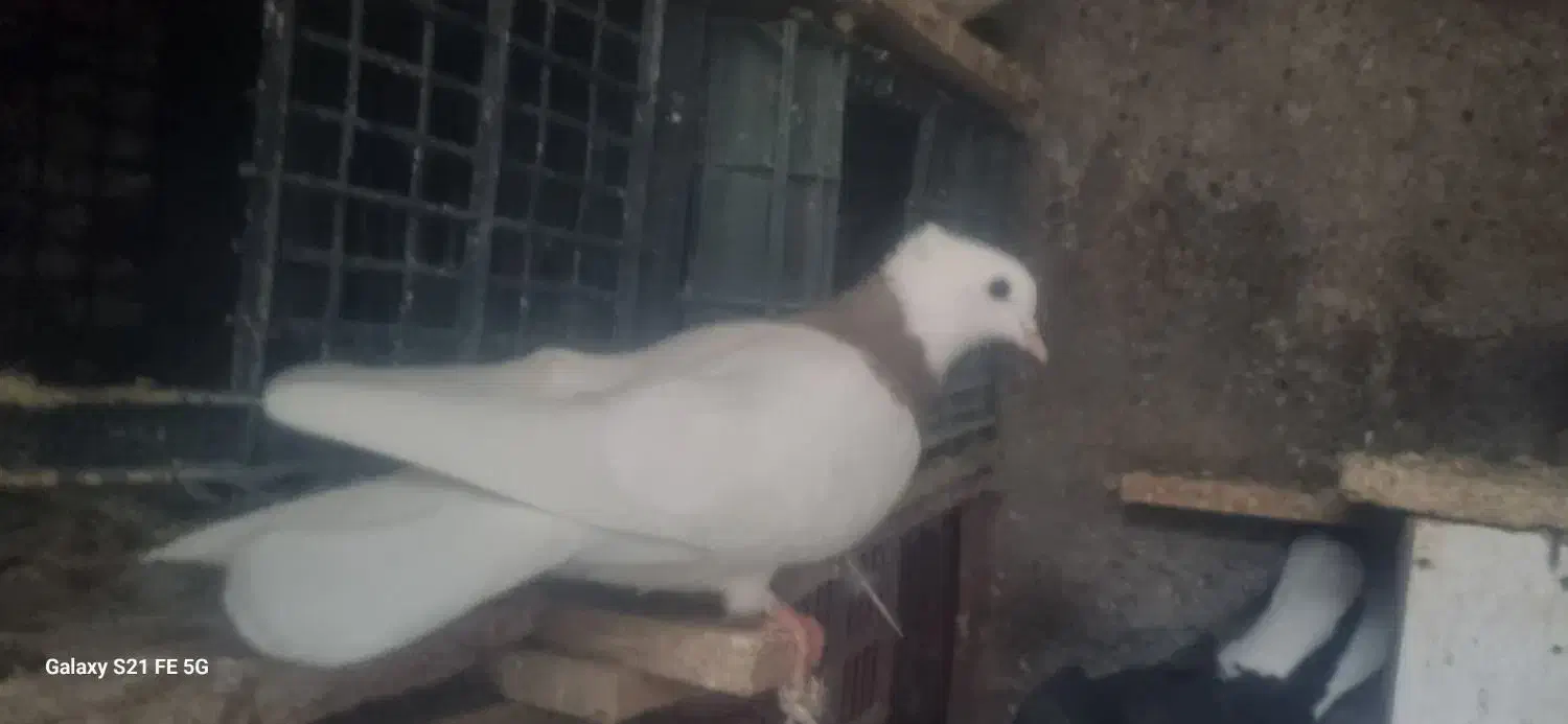 ساده ،طوقی|پرنده|تربت جام, شاد|دیوار