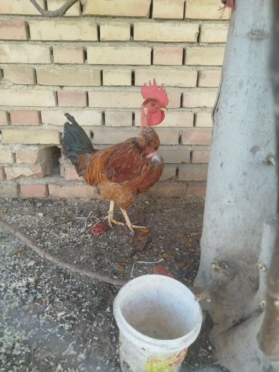 خروس|حیوانات مزرعه|ایذه, |دیوار