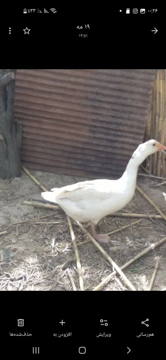 غازوقوغاز|حیوانات مزرعه|کلاله, |دیوار