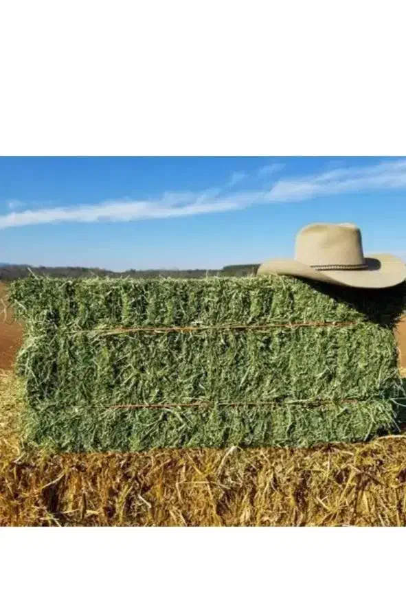 ذرت سیلو و یونجه|عمدهفروشی|زنجان, |دیوار