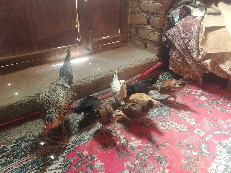 مرغ با جوجه|حیوانات مزرعه|هامون, |دیوار