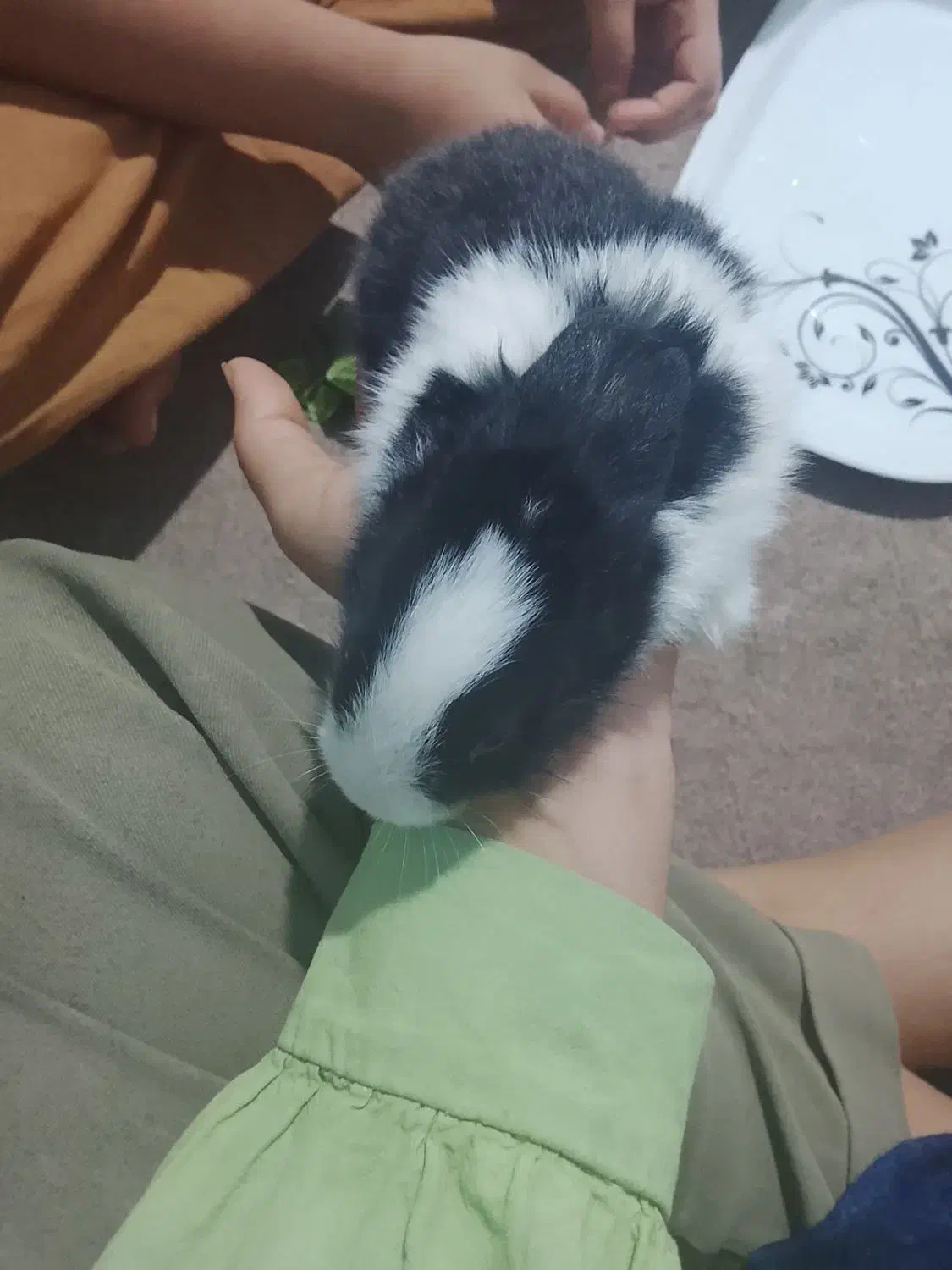 ۸عدد خرگوش کوچولو|موش و خرگوش|برازجان, |دیوار