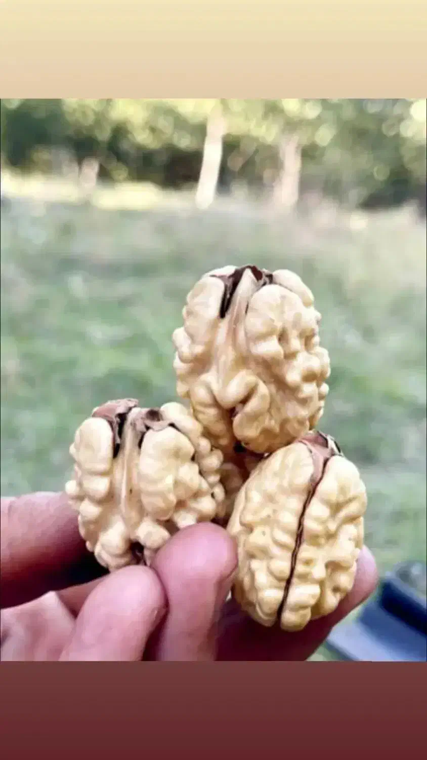 گردو با کیفیت تویسرکان پوست کاغذی|خوردنی و آشامیدنی|محمدشهر, کوی بهار|دیوار