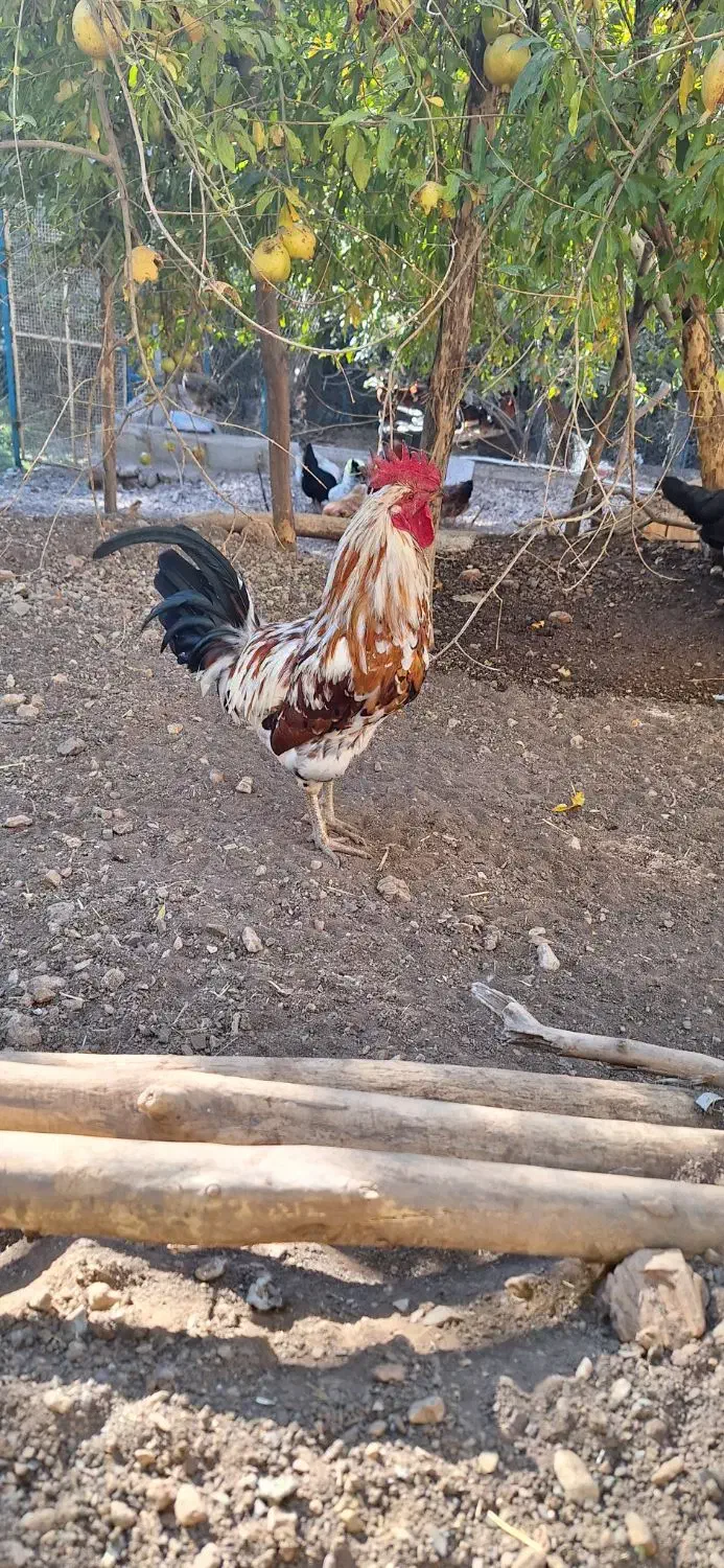 تخم مرغ نطفه دار|حیوانات مزرعه|پاوه, |دیوار