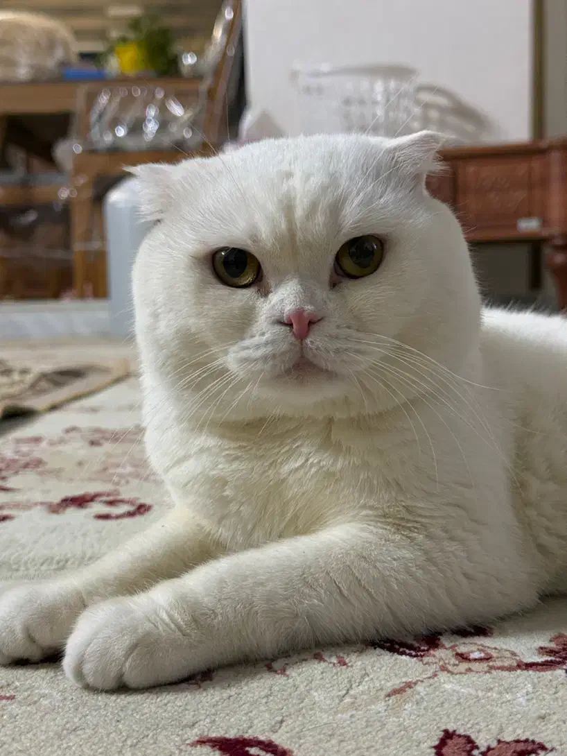 گربه اسکاتیش فولد نر|گربه|سمنان, |دیوار