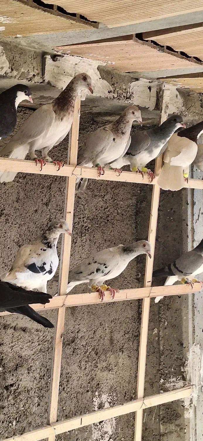 ۱۲تا کفتر پرنده بشرط همه یبوم|پرنده|الوند, |دیوار