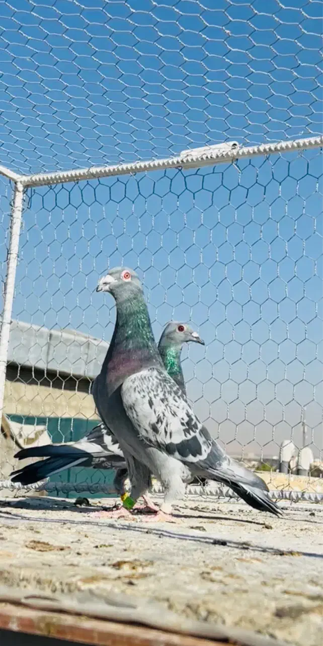 کبوتر پلاکی شهری طاووسی سبز پیازی زرد|پرنده|شیراز, میانرود|دیوار