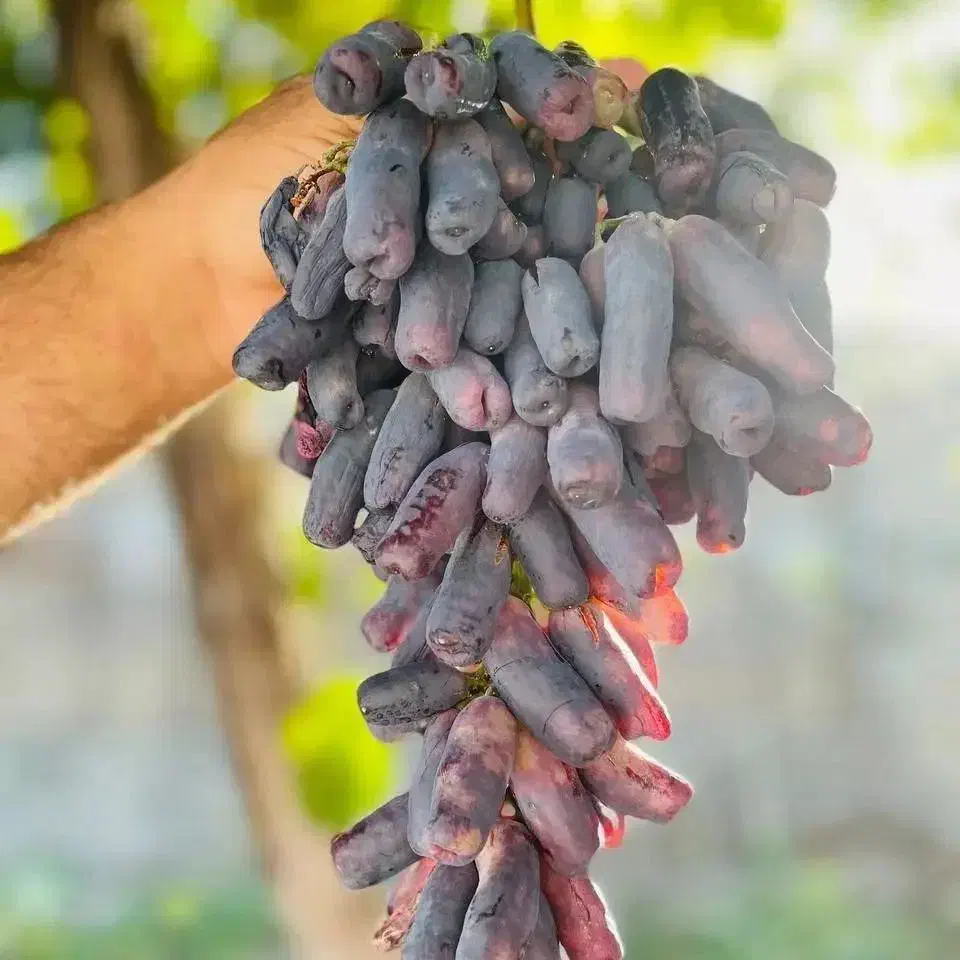 ف.روش ارقام نهال مثمر و غیر مثمر|خدمات باغبانی و درختکاری|کرمانشاه, |دیوار