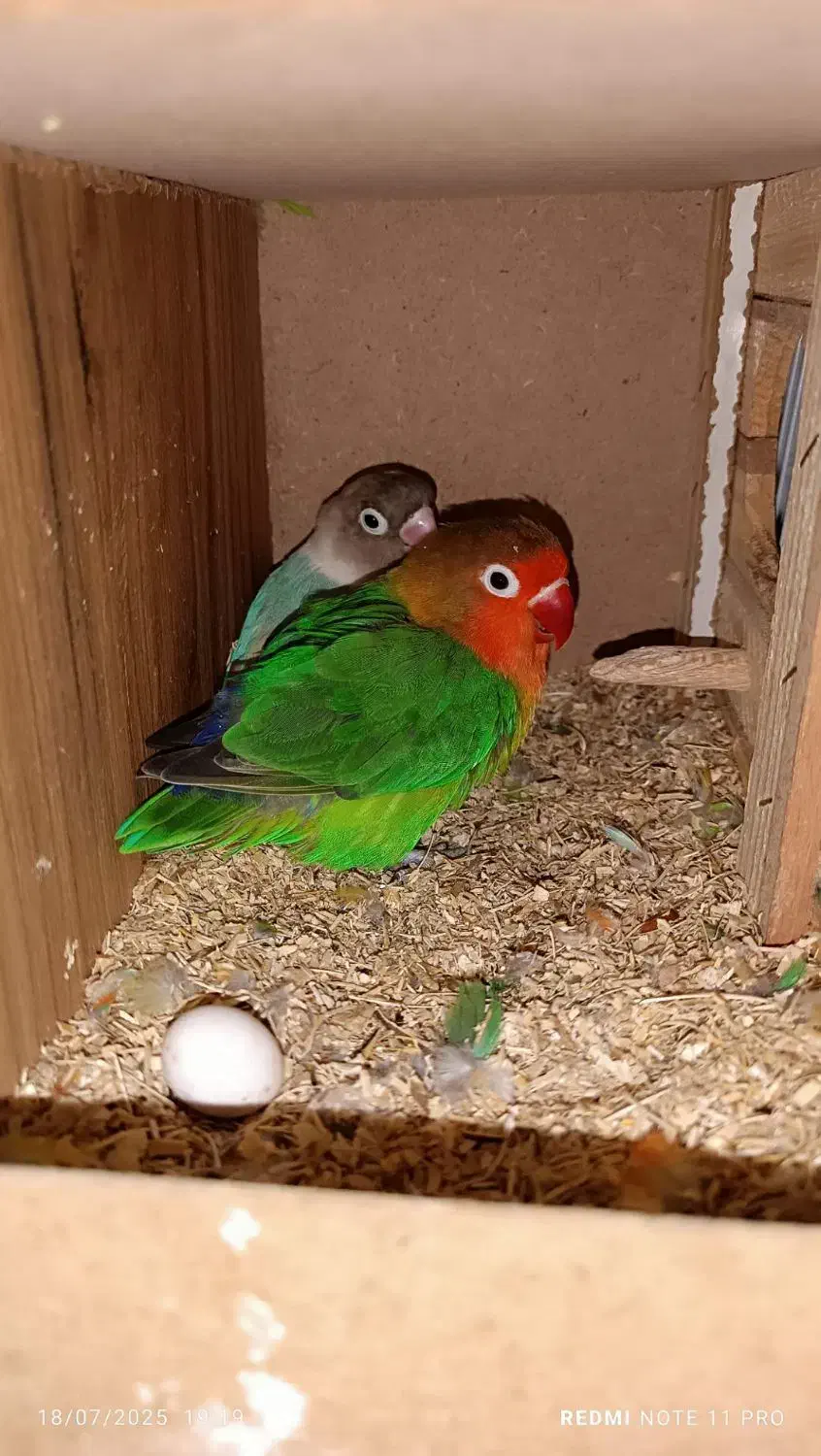 طوطی برزیلی|پرنده|رباطکریم, رباطکریم|دیوار