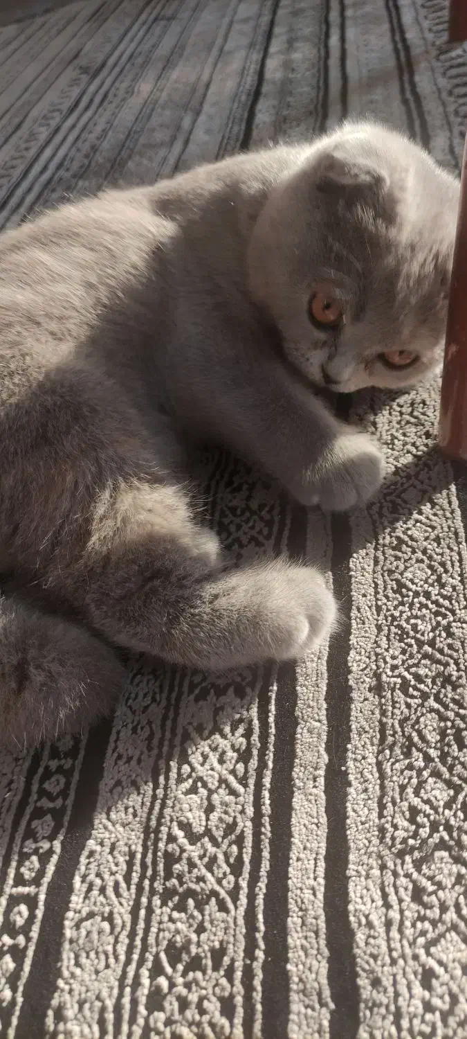 گربه اسکاتیش|گربه|بابلسر, |دیوار