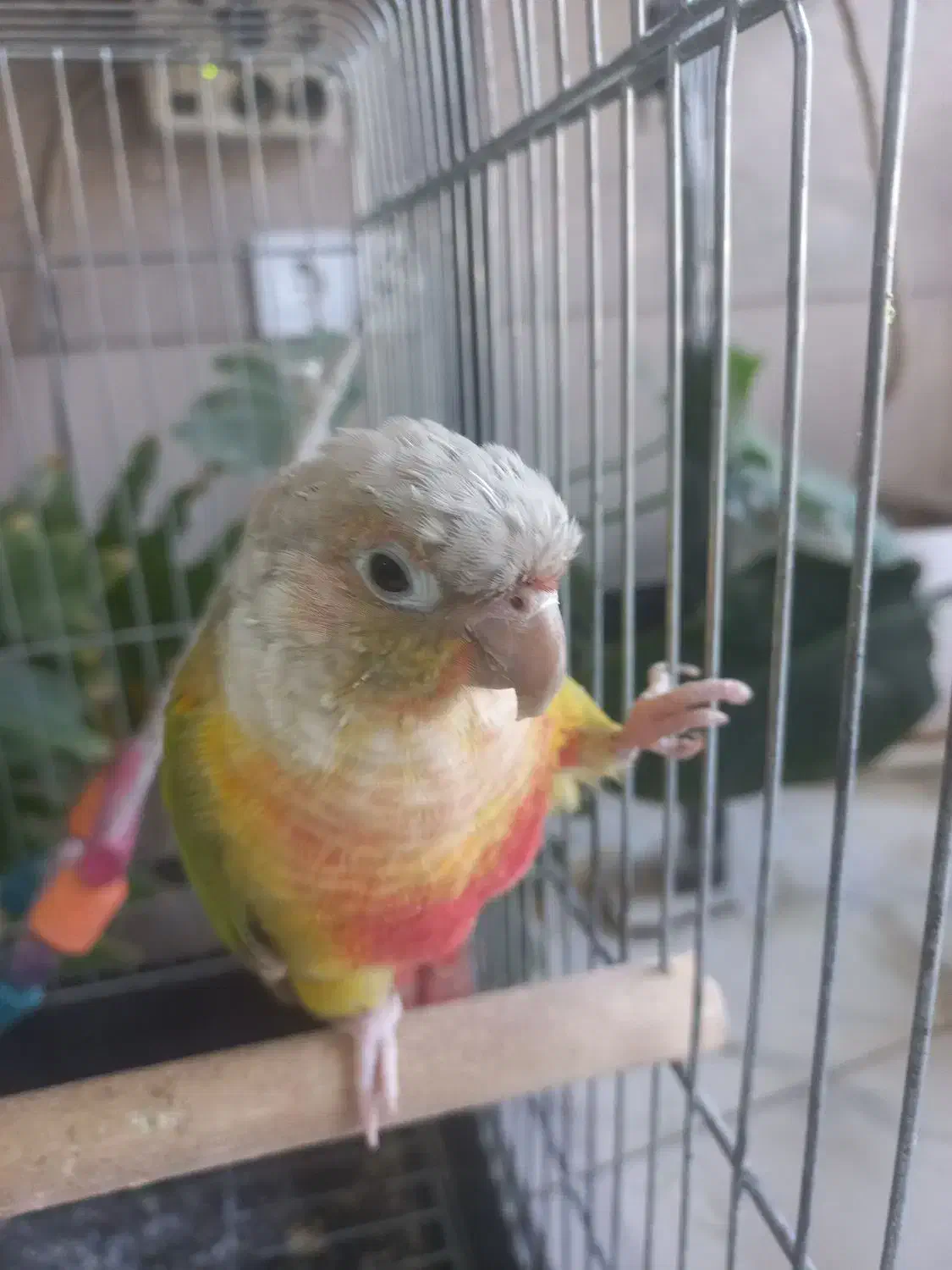 گرینچیک ماده|پرنده|کهریزک, |دیوار