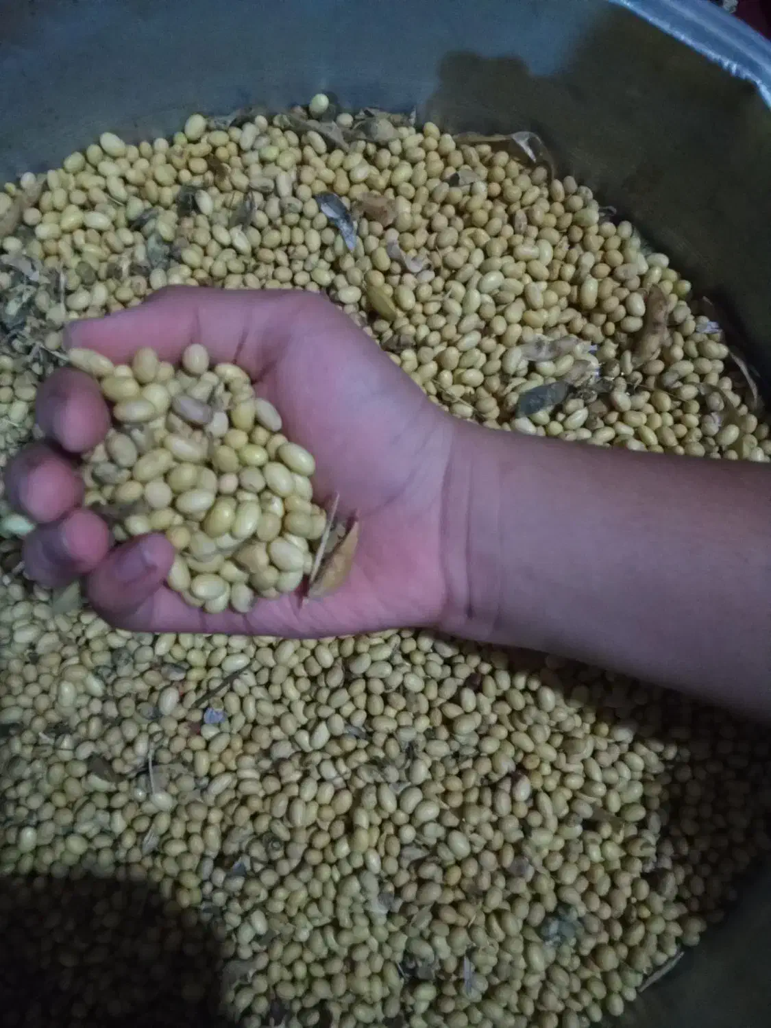 فروش دانه های روغنی برای کوکو،سویا،نخود پشمی|خوردنی و آشامیدنی|ماسال, |دیوار