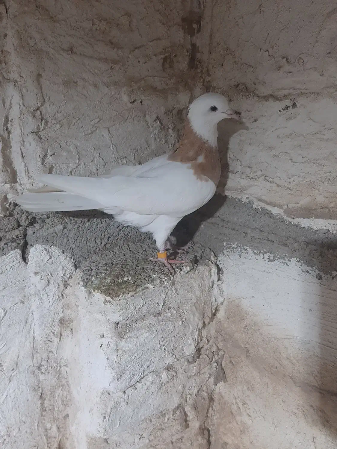 فروش طوقی زرد نر|پرنده|آزادشهر, |دیوار