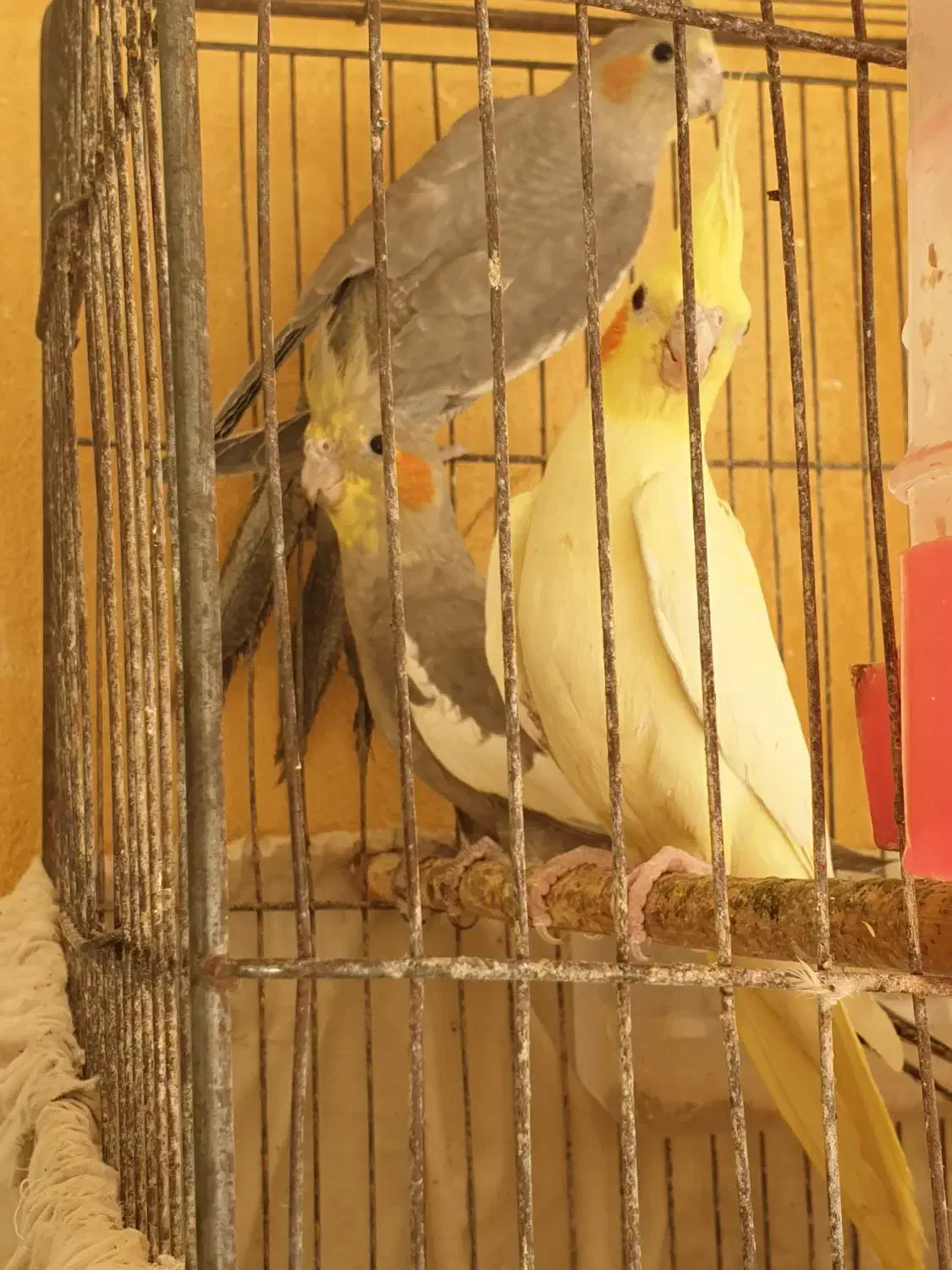 عروس هلندی|پرنده|دزفول, |دیوار