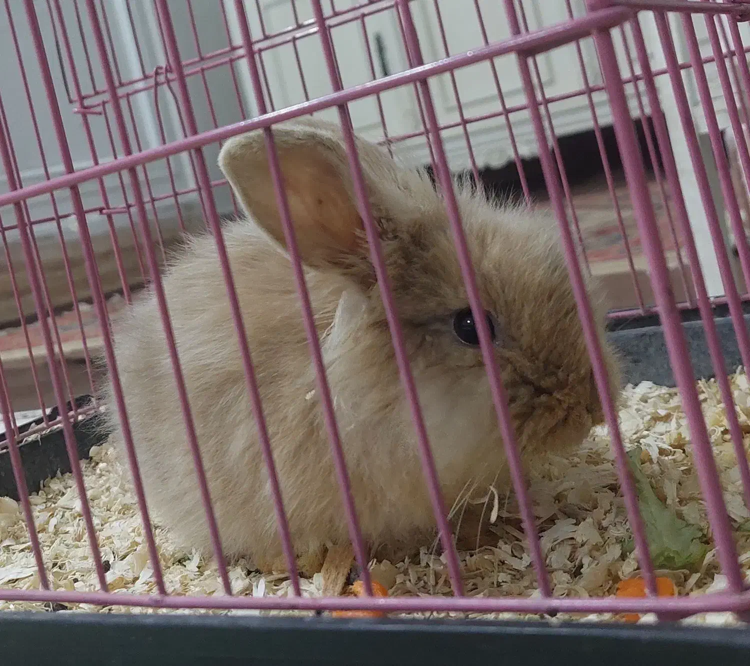 خرگوش مینیاتوری|موش و خرگوش|خرمآباد, |دیوار