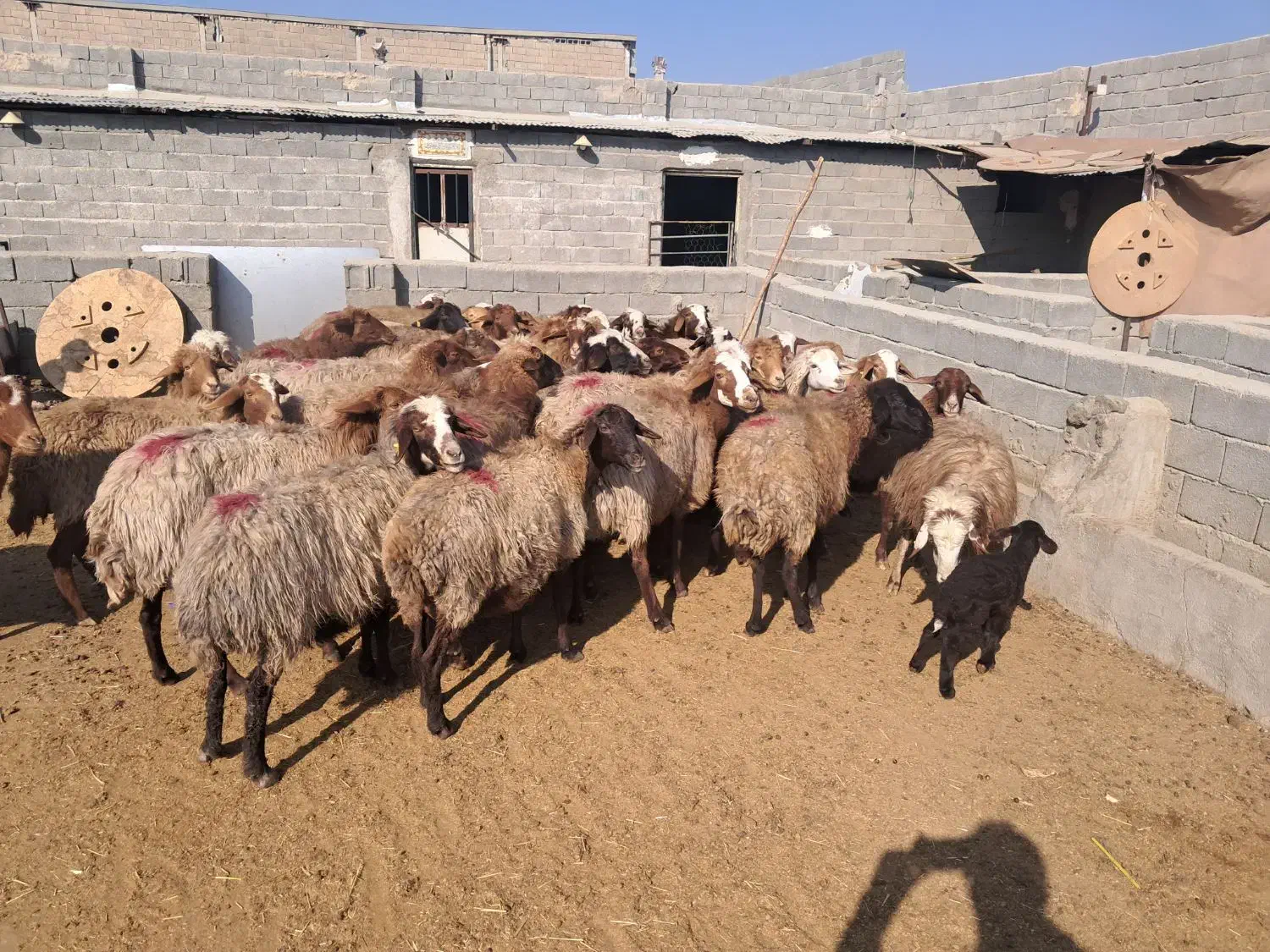 ۴۳ راس میش آبستن سنگین و بره دار|حیوانات مزرعه|شهریار, شهریار|دیوار