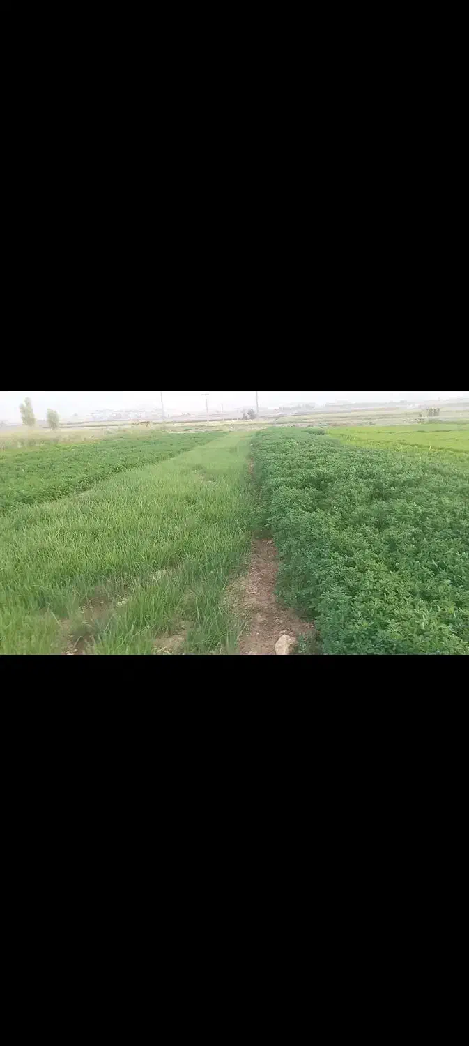 خوراکی و آشامیدنی|خوردنی و آشامیدنی|قلعه شاهین, |دیوار