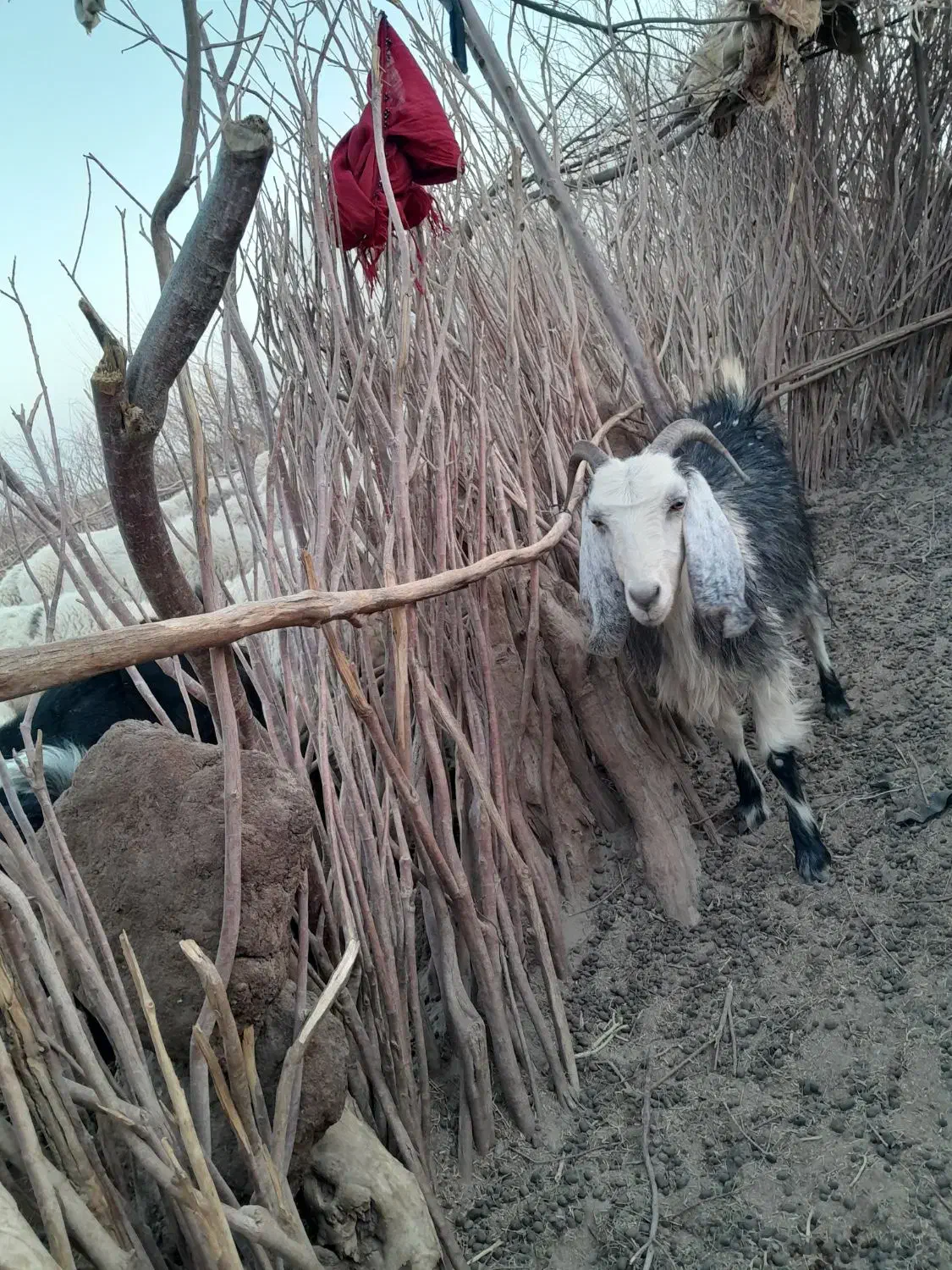 بزغاله گم شده|حیوانات|نیمروز, |دیوار