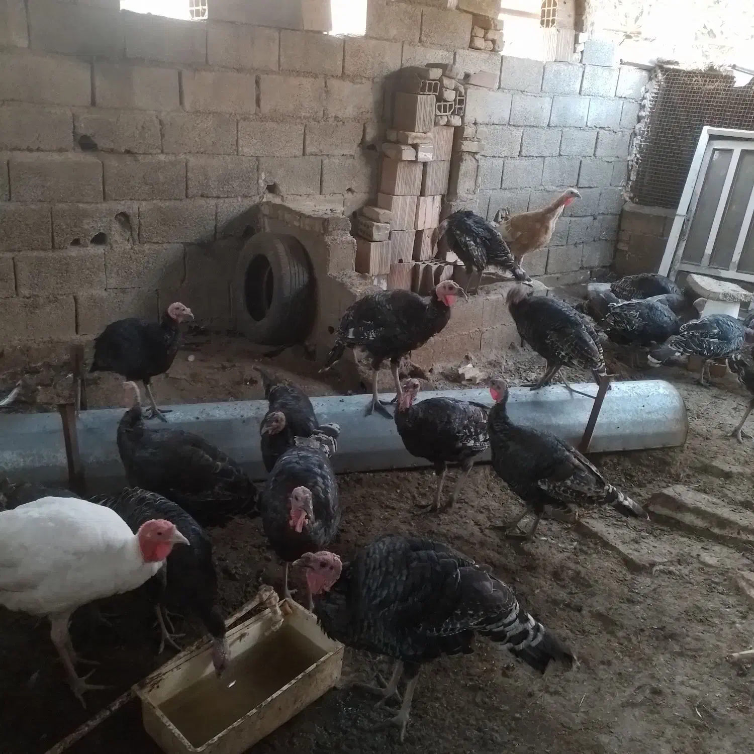 ۳۰عددبوغلمون نر و ماده|حیوانات مزرعه|سنگدوین, |دیوار