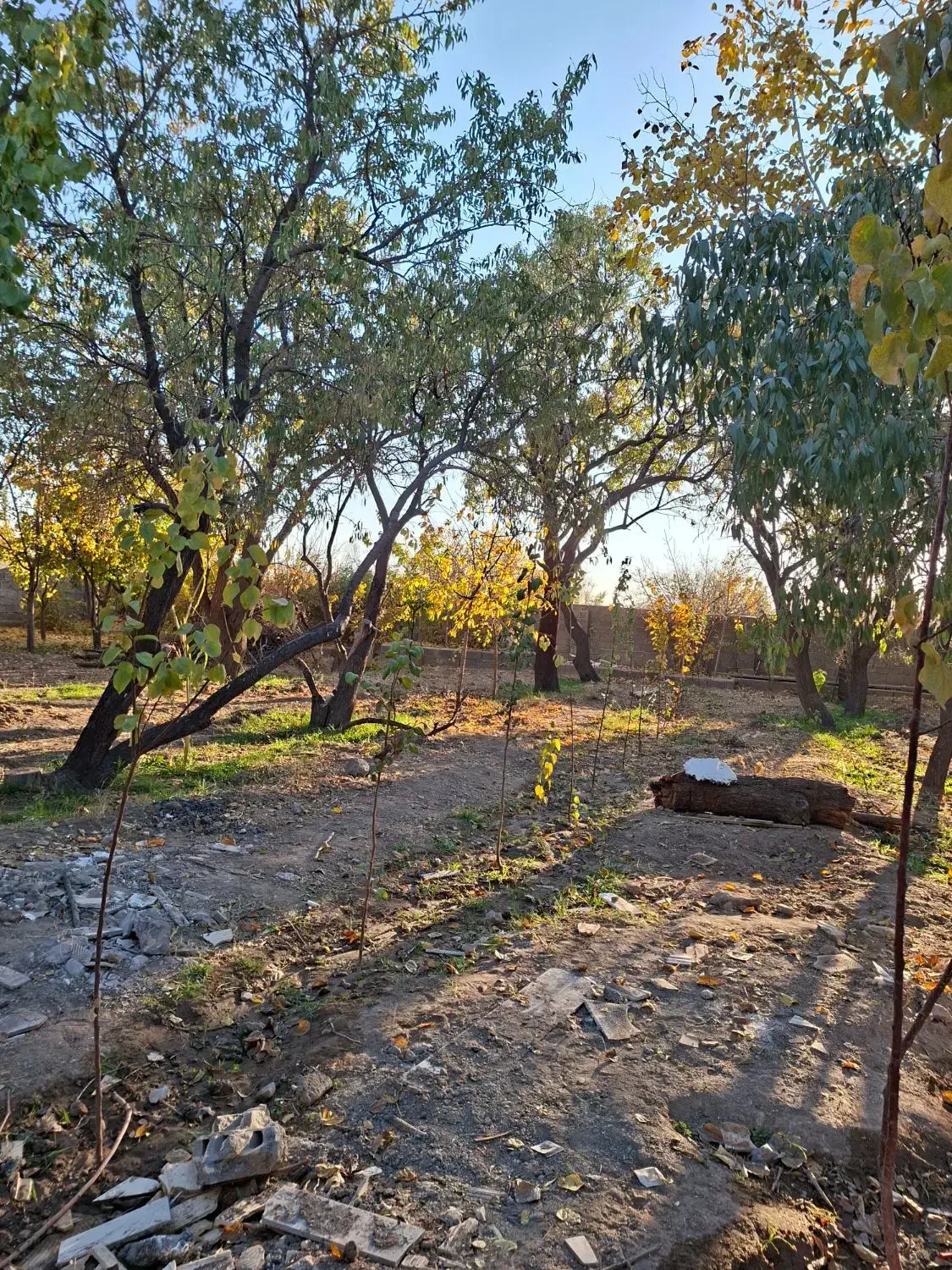 باغ سر سبز ۳۵ قصب|فروش زمین و ملک کلنگی|پاریز, |دیوار