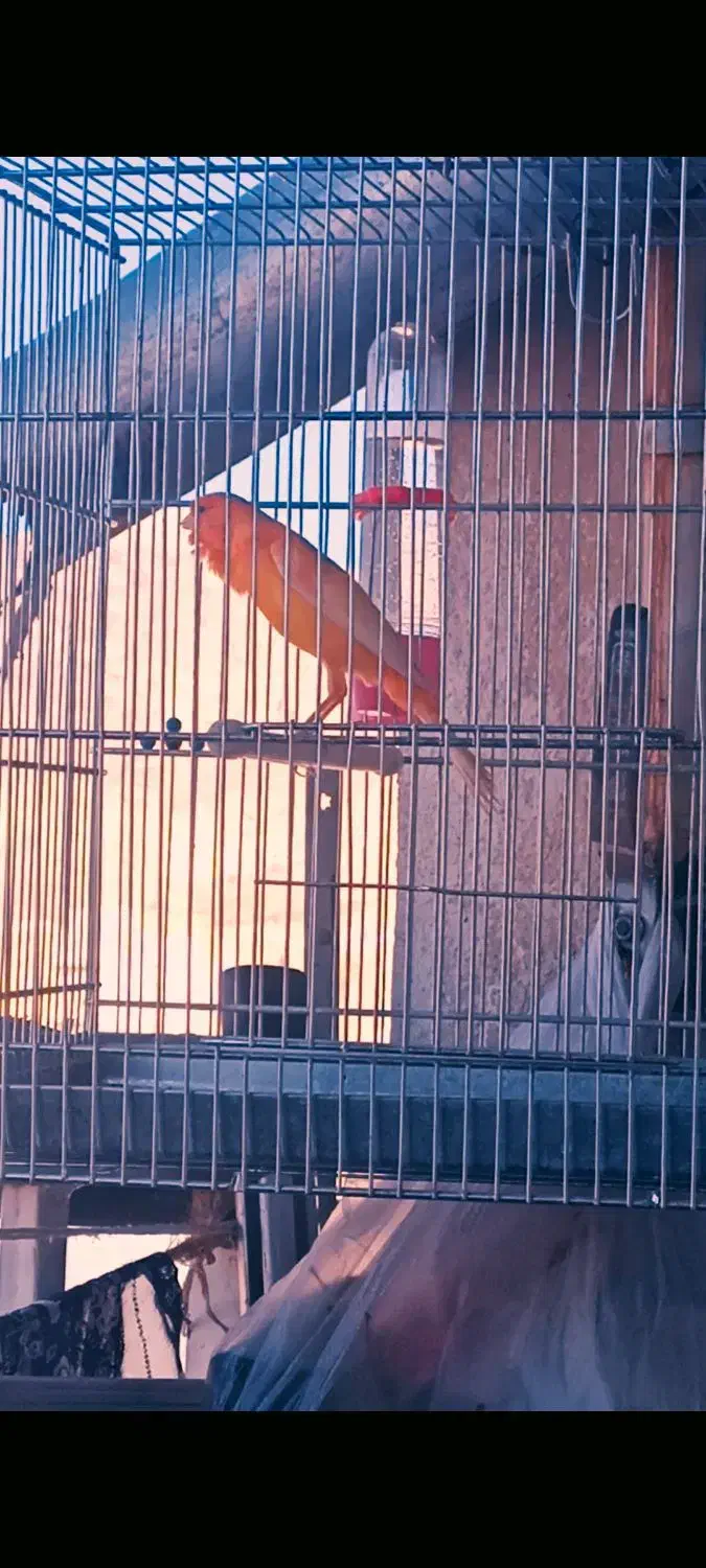 قناری سرخ چهار دانگ|پرنده|ایلام, |دیوار