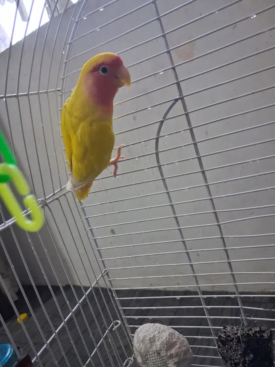 طوطی برزیلی جفت|پرنده|کرج, حصار|دیوار