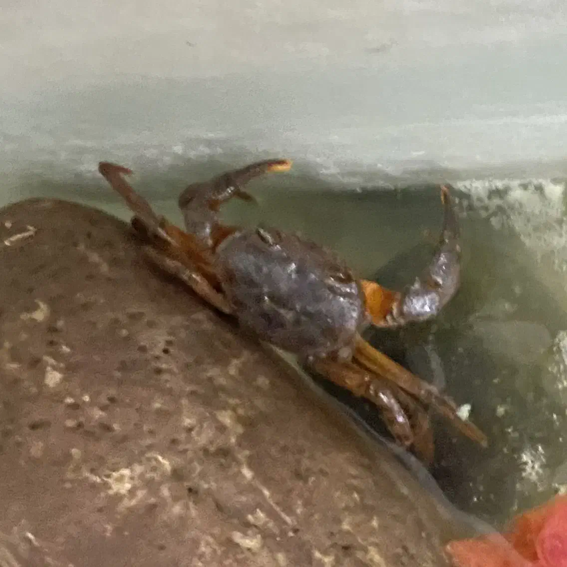 خرچنگ مرداب|خزنده|تهران, وردآورد|دیوار