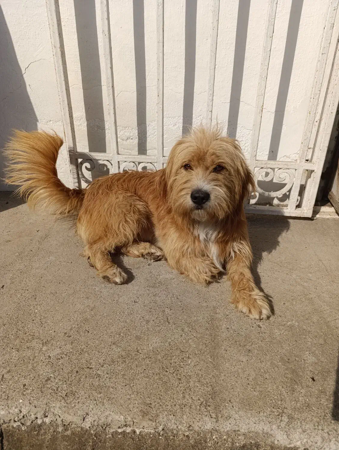 سگ در شهر پرند پیدا شده|حیوانات|پرند, فاز ۵|دیوار