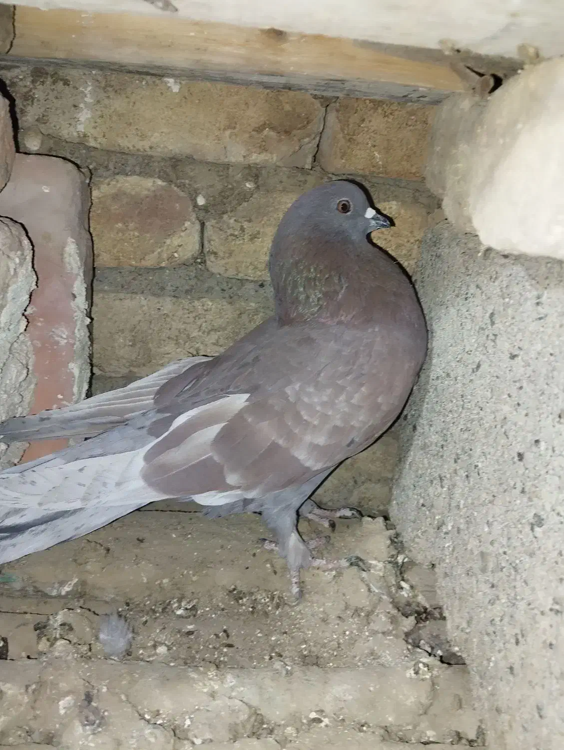 کفتر گرفتنی|پرنده|میاندوآب, |دیوار