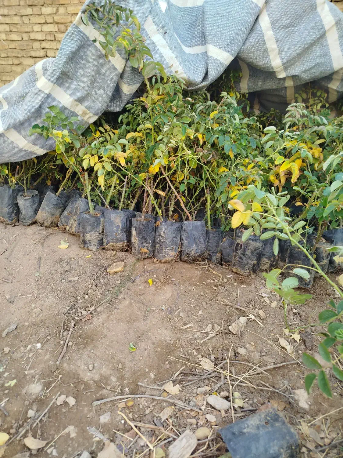 فروش نهال گلدانی گل محمدی|گل و گیاه طبیعی|چادگان, |دیوار