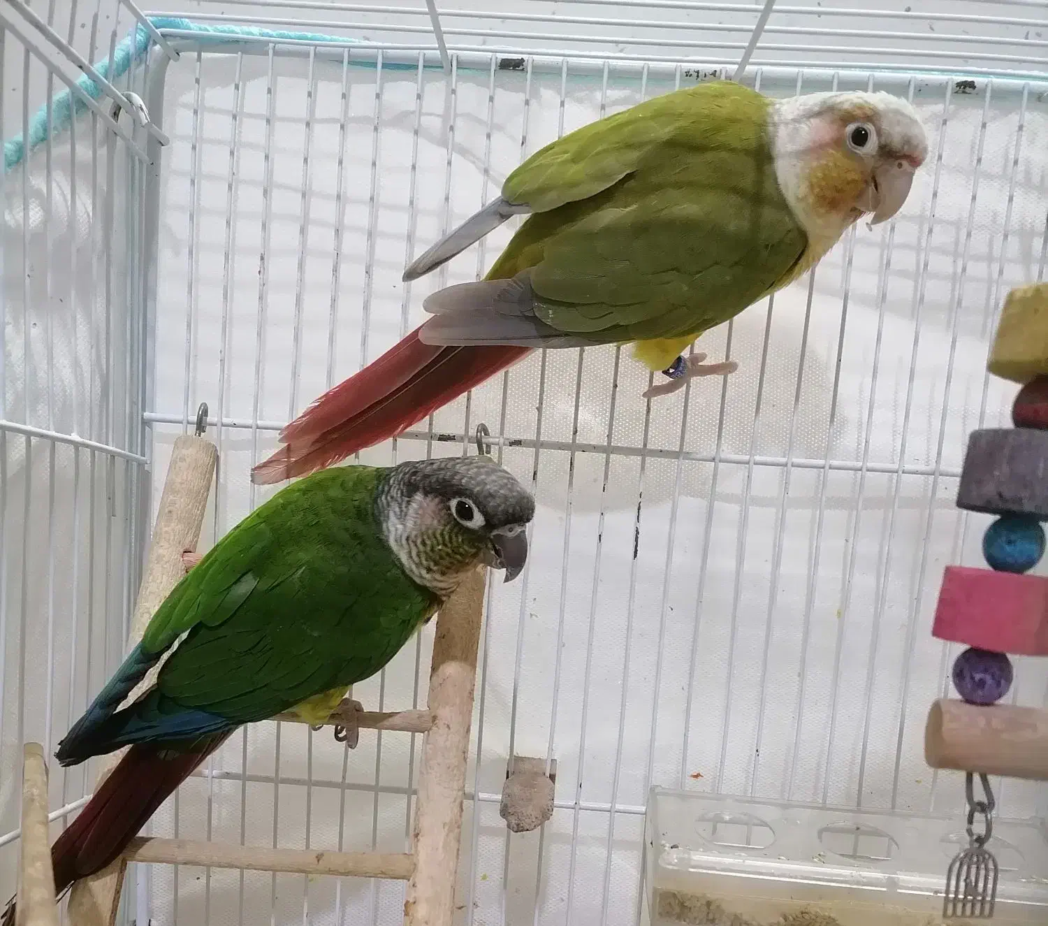 گرینچیک مولد آماده|پرنده|بجنورد, |دیوار