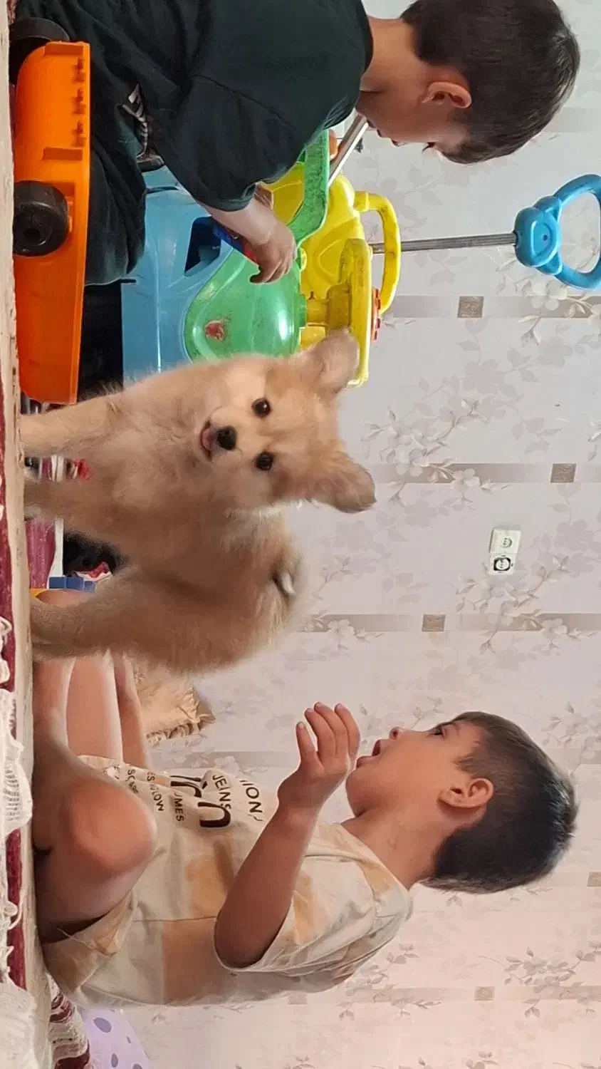 سگ پامر روباهی|سگ|رباط‌کریم, رباط‌کریم|دیوار