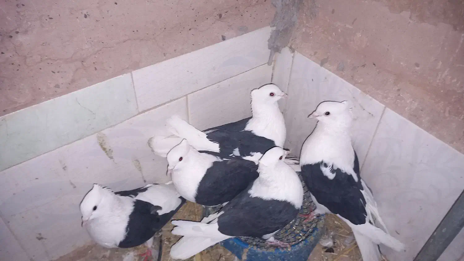 کفتر پرشی وجفتگاه|پرنده|باشتین, |دیوار