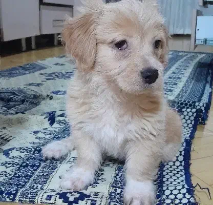 واگذاری شیتزو|سگ|گلستان (تهران), |دیوار