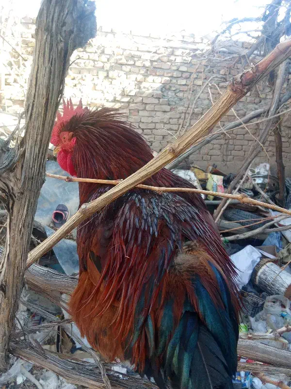 خروس|حیوانات مزرعه|مزایجان, |دیوار